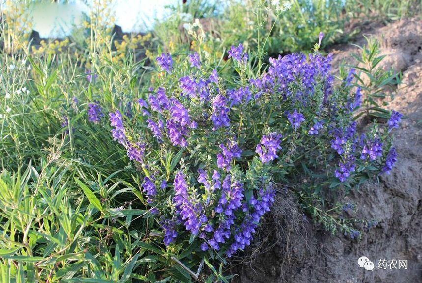 野生黄芩