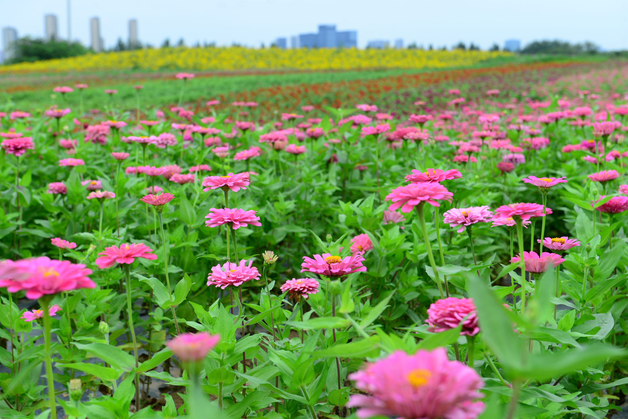 夏日浐灞现花海西安赏花不再远