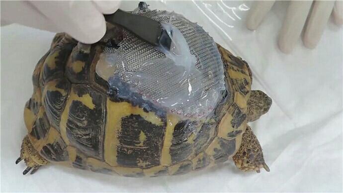 龟壳烂了一半的乌龟奄奄一息 好心人帮它重塑一张壳