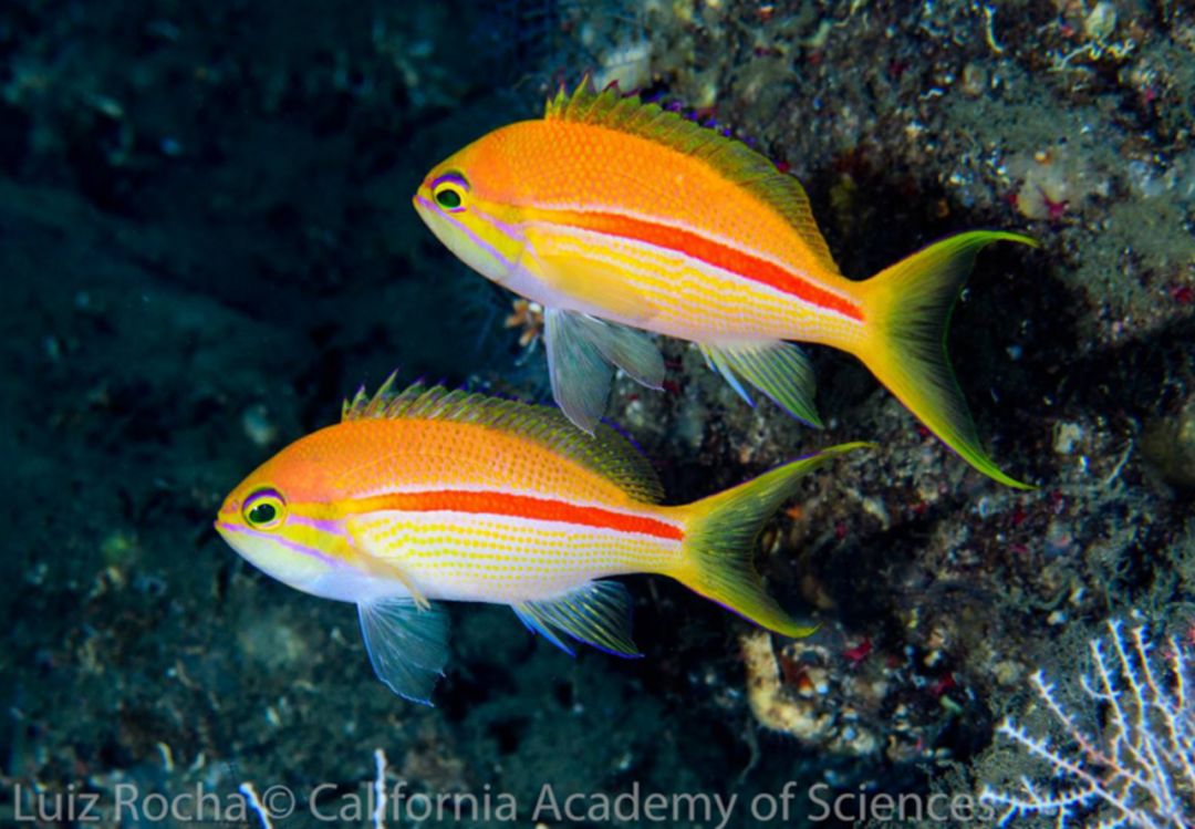 pseudanthias fasciatus(红线宝石),这种深水海金鱼就更是常见了.