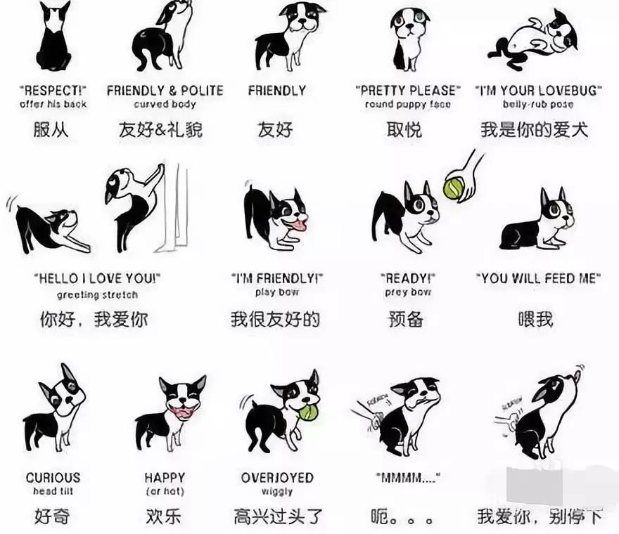 狗狗的10大肢体语言你真的读懂了吗