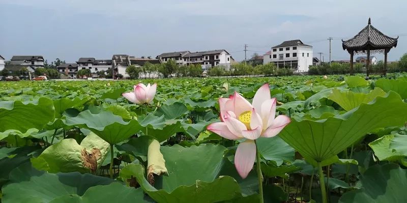 (甘毅/摄 浦市万荷