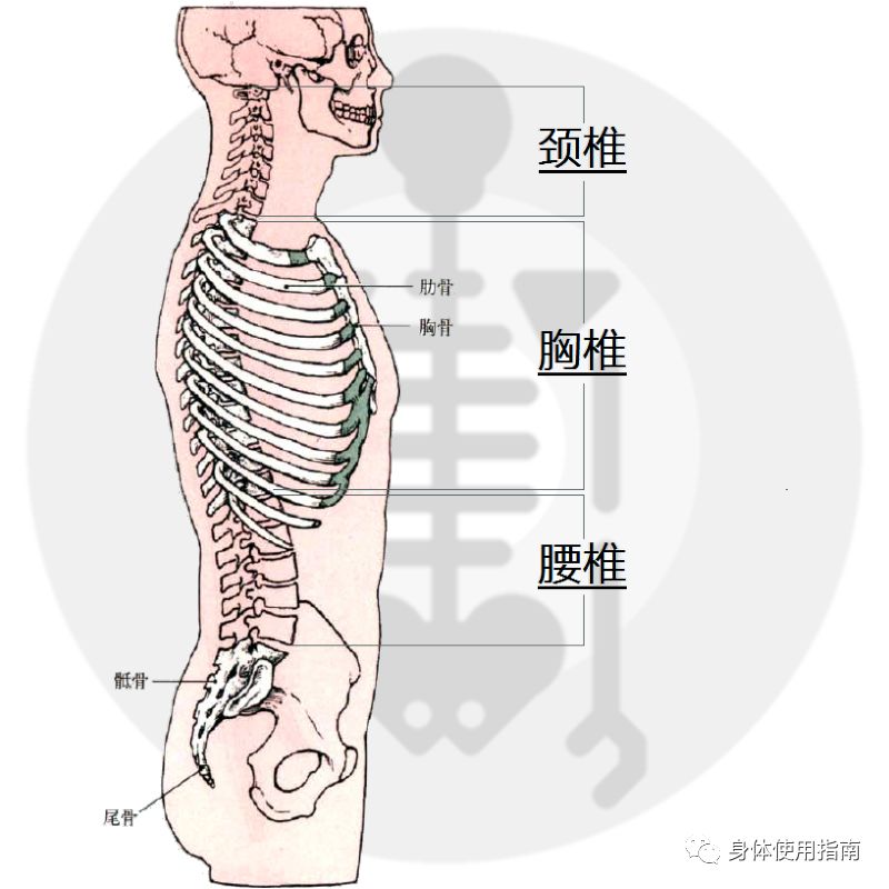 胸椎以上至头骨的脊柱部分称为颈椎 胸椎以下至尾骨的脊柱部分称为
