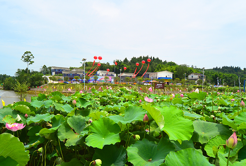 四川岳池白庙镇第二届荷花节开幕