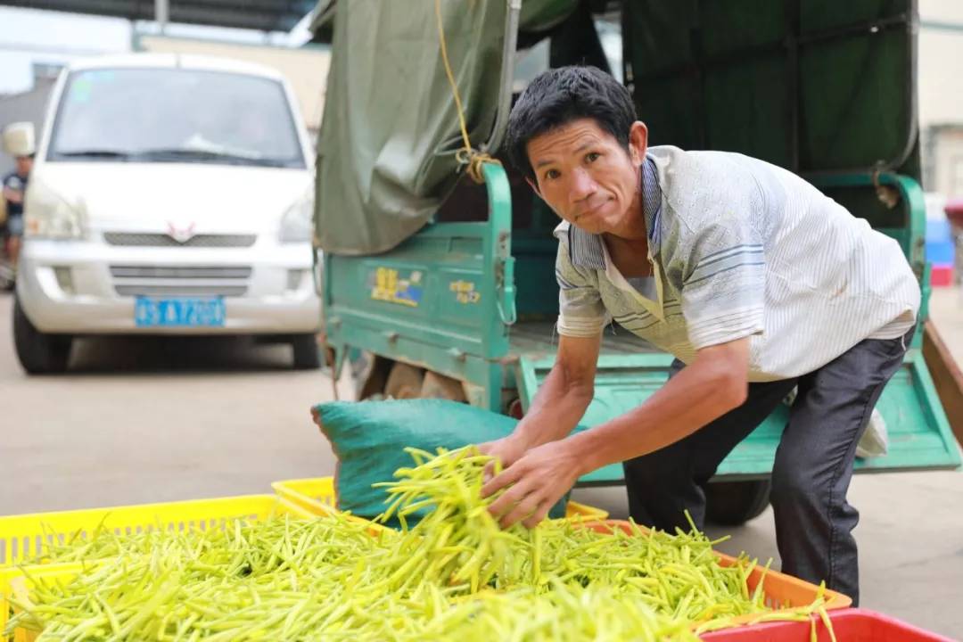 当地居民采摘的新鲜黄花菜自动加工生产线,现代加工效益高由于种植