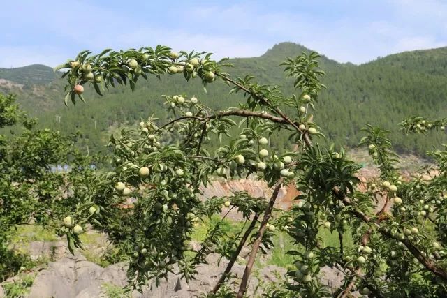 沿河空心李热销果农采摘忙