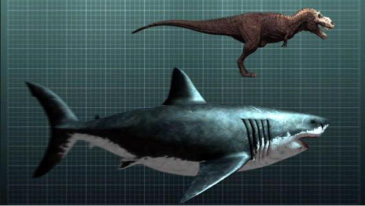 而且,巨齿鲨以鲸鱼为食,很多古生物学家都认为,这是地球史上最强大的