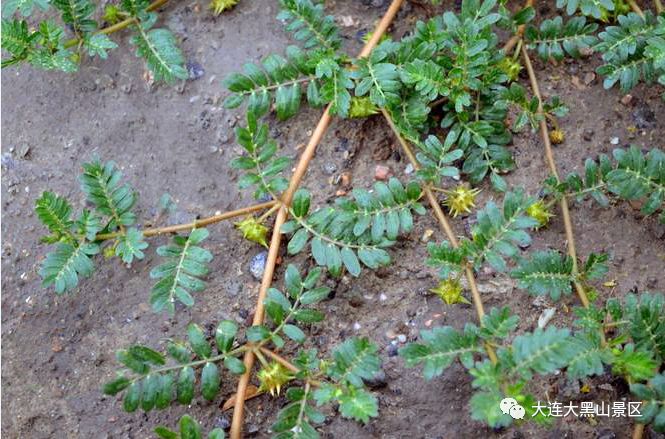 大黑山植被掠影称作草药的蒺藜功效多的数不清