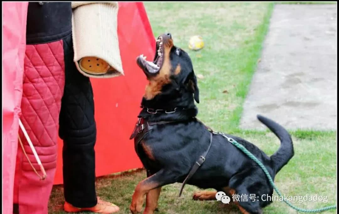 世界上五种最适合当警犬的狗狗,罗威纳犬