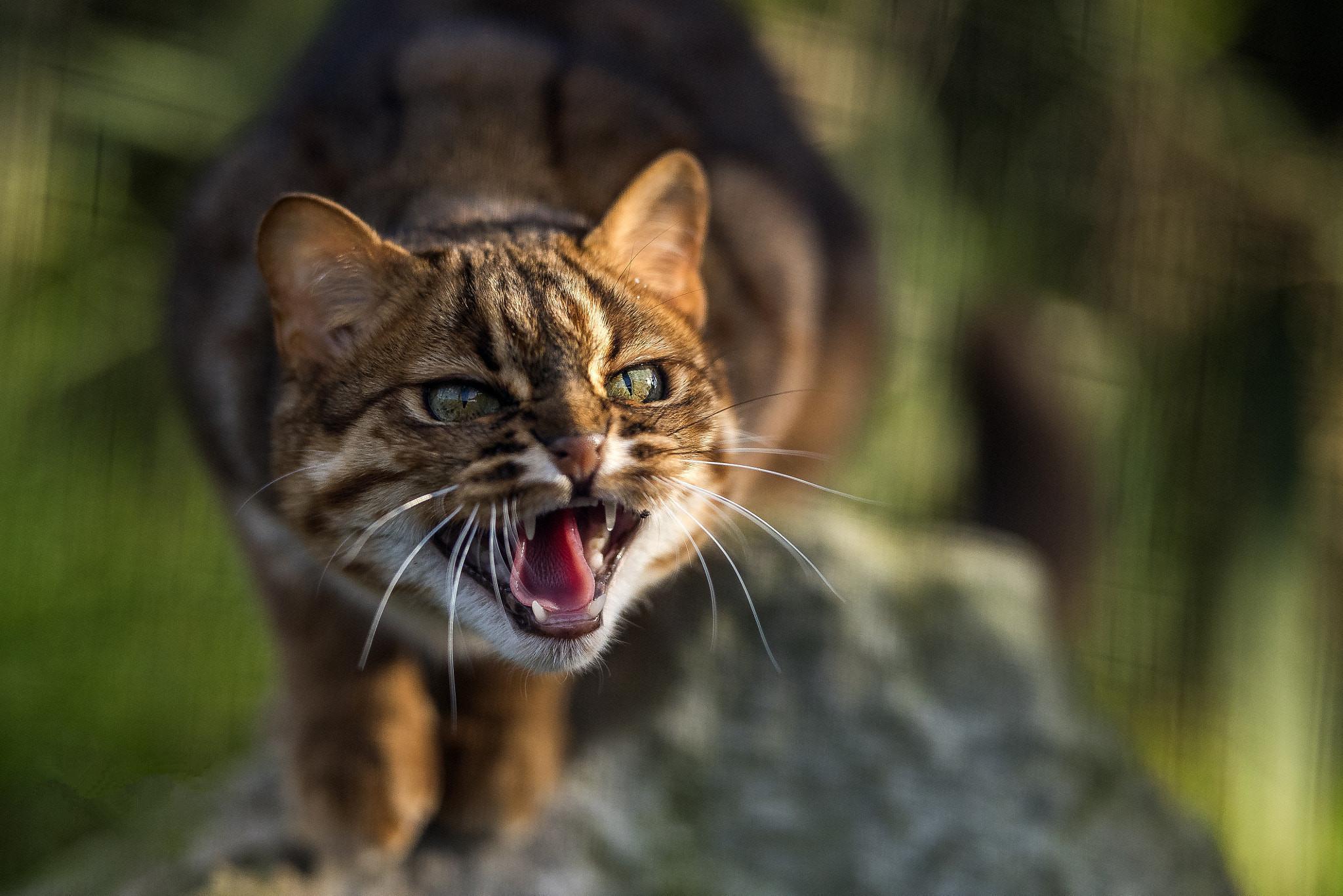 苏格兰小野猫如今仅剩35只！能否在保护组织的帮助下兴旺族群呢？ - 知乎
