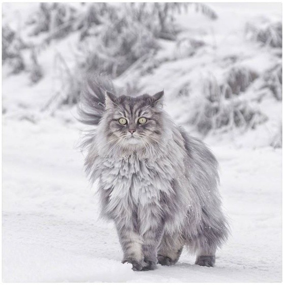 古老的挪威神话中有两头,如狮子一般灰色的猫,拖着女神佛洛依亚的神车