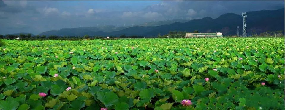 微博曲靖地址:云南省曲靖市陆良三岔河镇境内弥勒的湖泉生态园荷塘