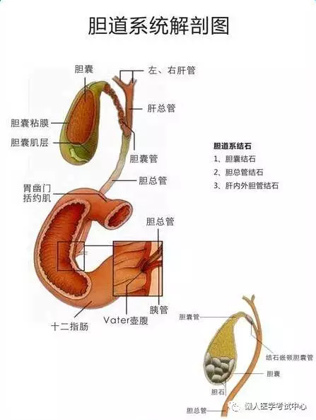 解剖歌诀害怕解剖学的小伙伴3天搞定就行了