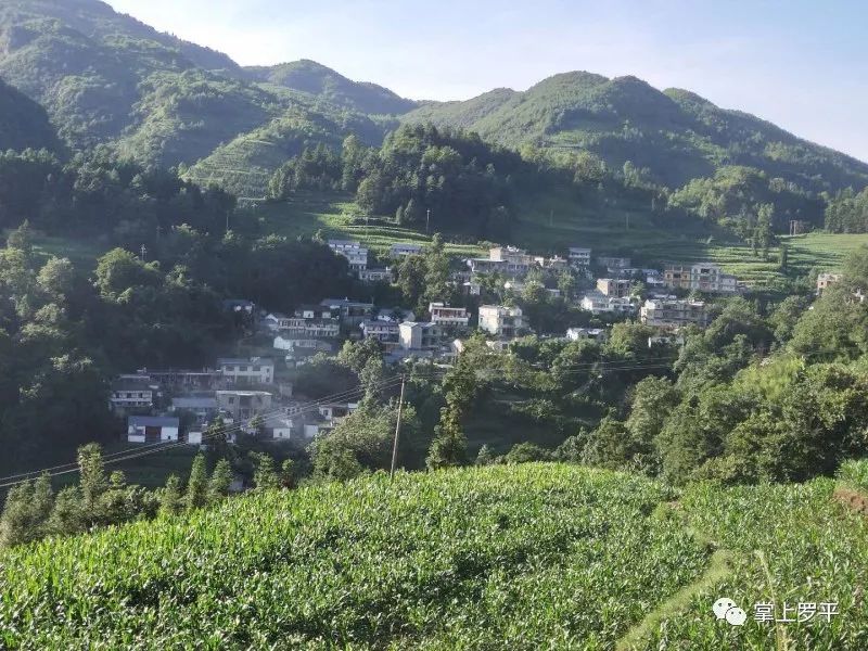 罗平这个小山村,3年来发生大变化