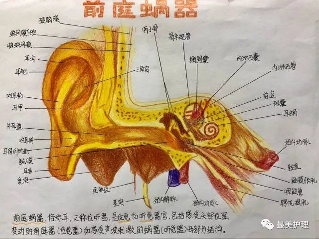 前庭蜗器