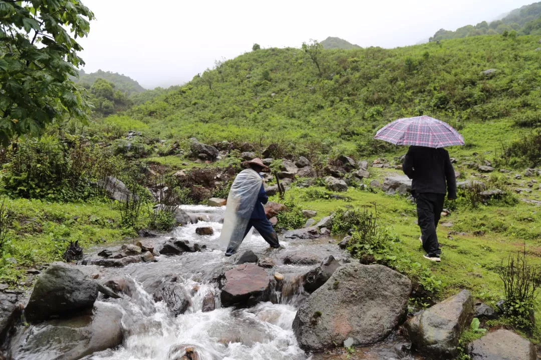 深山寻味记镇康县木场乡深山溪流中长出的食用绿藻其实是