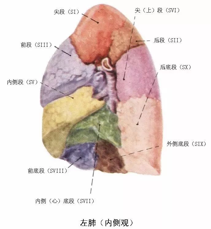 【请查收】临床执业医师呼吸系统核心考点笔记(附解剖