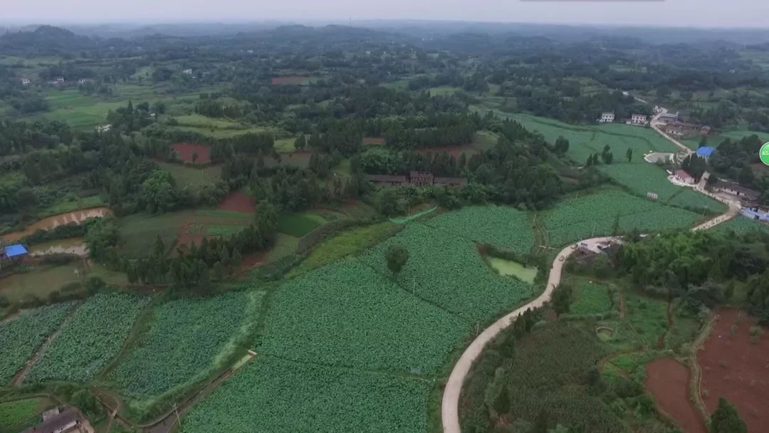 的景色即将走出诗句内江东兴区高梁镇杨岭村的荷花谷里七月荷花清香溢