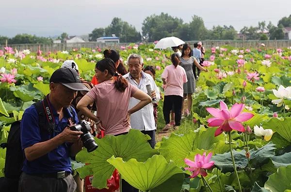 潘铺生态园荷花盛开游人如织2018年,潜山县要实现整县脱贫摘帽,旅游