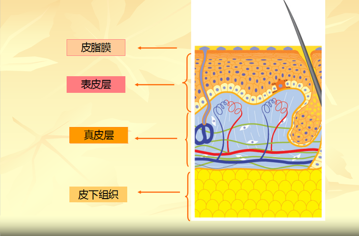 皮肤分为三大层次:【皮脂膜 表皮层 真皮层 皮下组织】 皮脂膜主要是