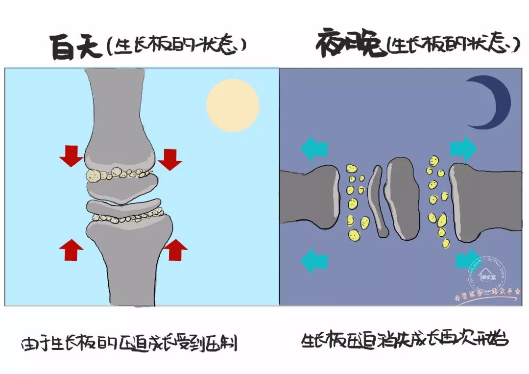 只有在晚上睡觉的时候生长板的压迫消失的情况下骨骼才会成长.