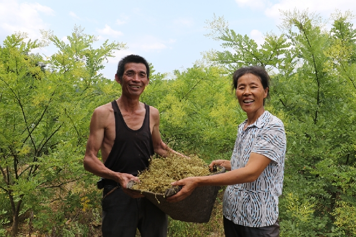 永州零陵:中药材种植成脱贫良方