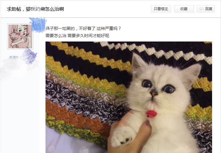 幼猫最大的天敌不是猫癣,而是奶癣