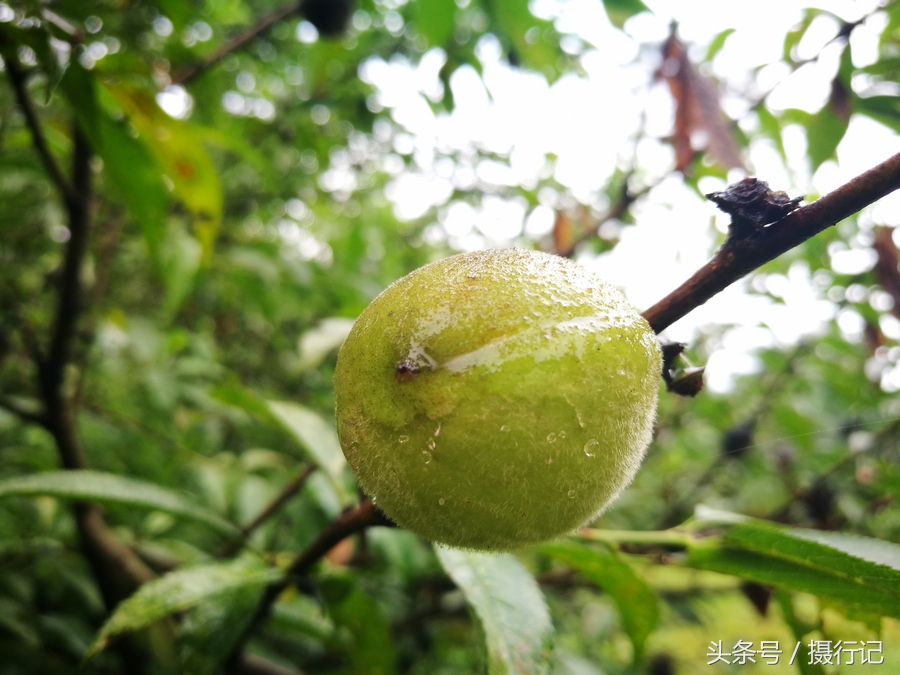 乡村山野间的毛桃子您吃过吗?酸酸甜甜儿时味道,其种子可入药