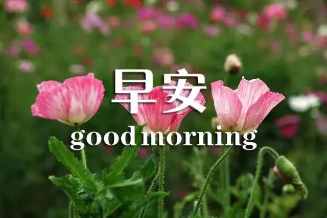 最美早安问候图片鲜花带字 新的一天开始早安心语精美