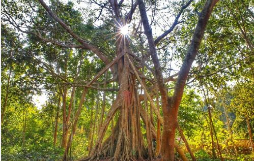 寄生,绞杀等生态现象还可以欣赏到藤本植物如巨蟒般缠绕古树不仅观赏