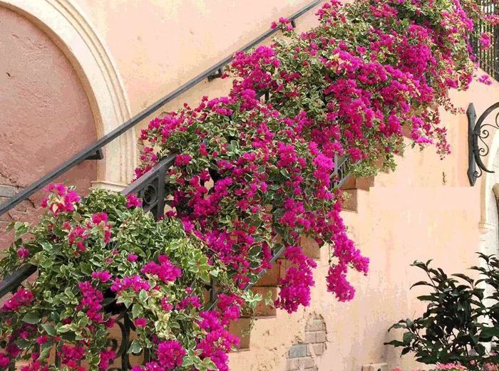 攀爬效果非常好的13种盆栽观赏花卉能够轻松养成一个花棚