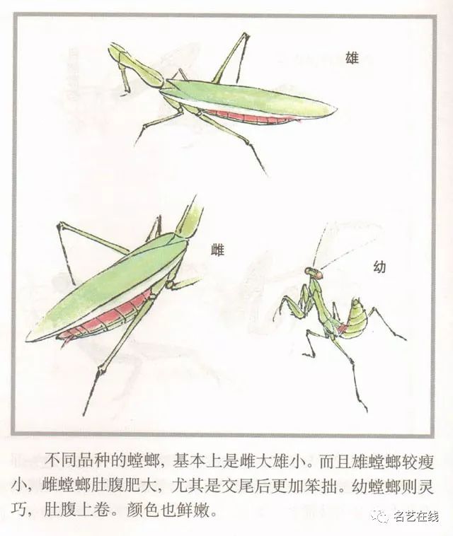 国画技法螳螂的工笔及写意画法附齐白石螳螂作品