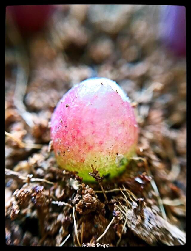 灯泡多肉美的就像红宝石,因为种植难度较大导致价格一直居高不下