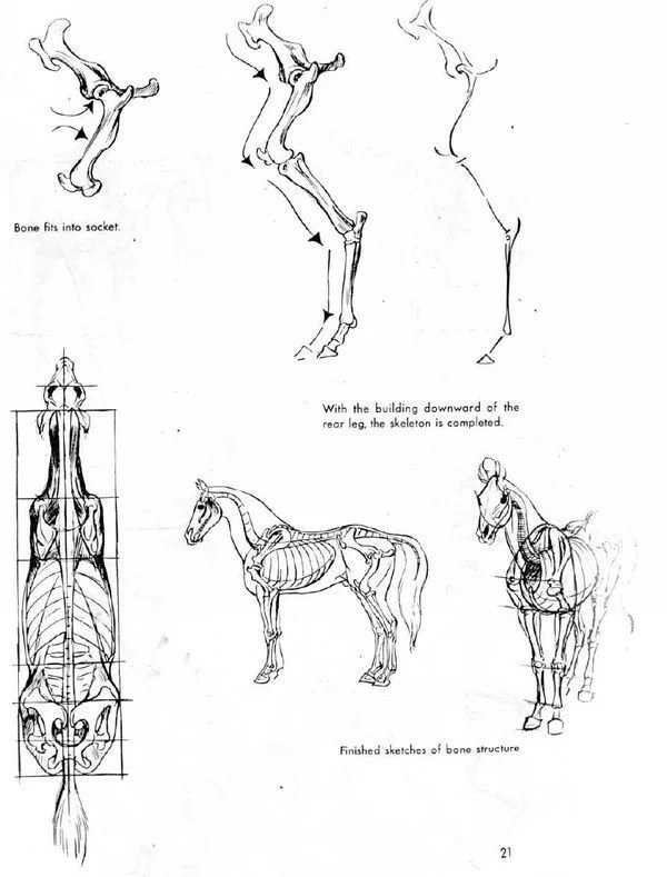 刘继卣画马技法与马的结构素描