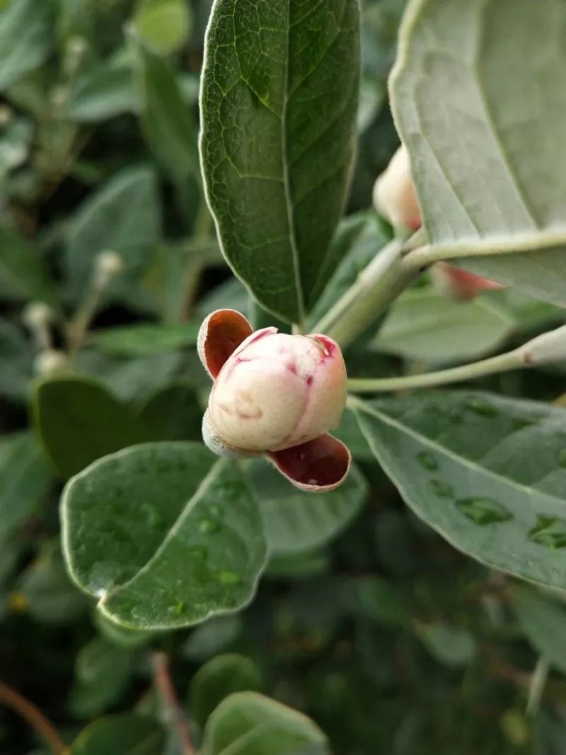 菲油果