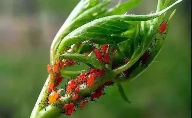大量蚜虫集聚在植株生长点危害,植株不能正常生长,严重时导致死亡.