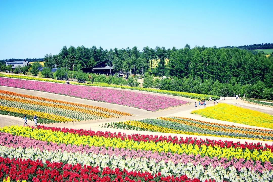 【恋恋花海】北海道富良野 东京浪漫六日游 厦门出发