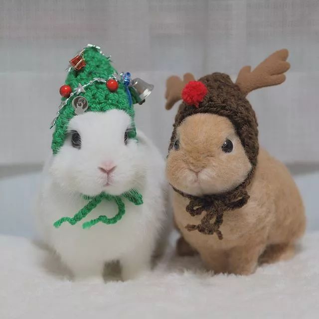 日本网友家这两只相亲相爱的兔子,看着就让人心情大好!