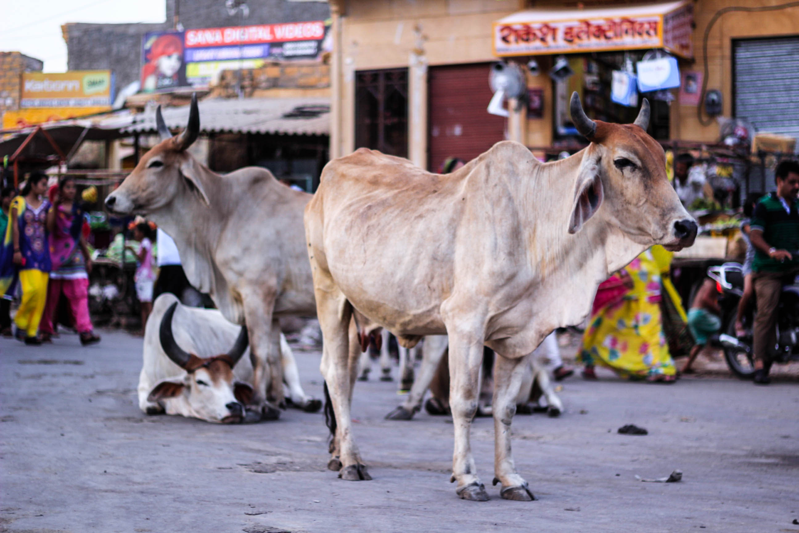 印度一方面尊崇神牛，一方面也是牛肉出口大国
