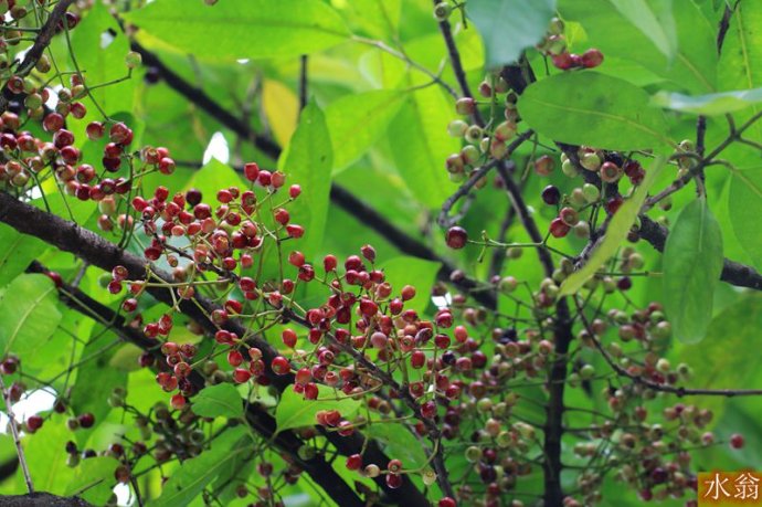 特色茶:我们家乡夏天常喝的—水翁花茶,里面有奥妙哦!