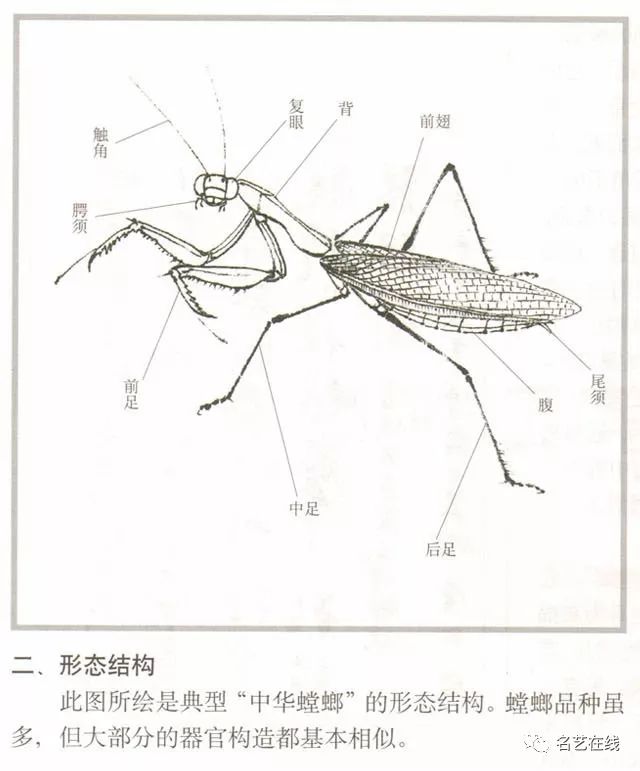 国画技法 | 螳螂的工笔及写意画法(附齐白石螳螂作品)