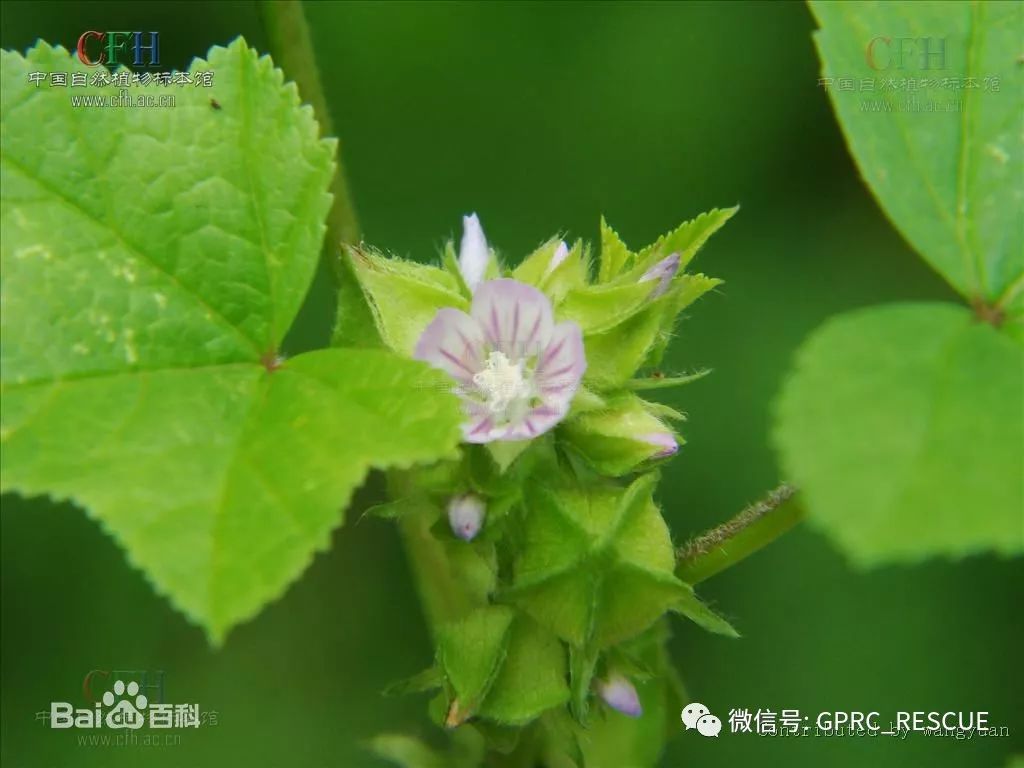 【户外知识】中国常见野菜及其食用-(109)冬寒菜