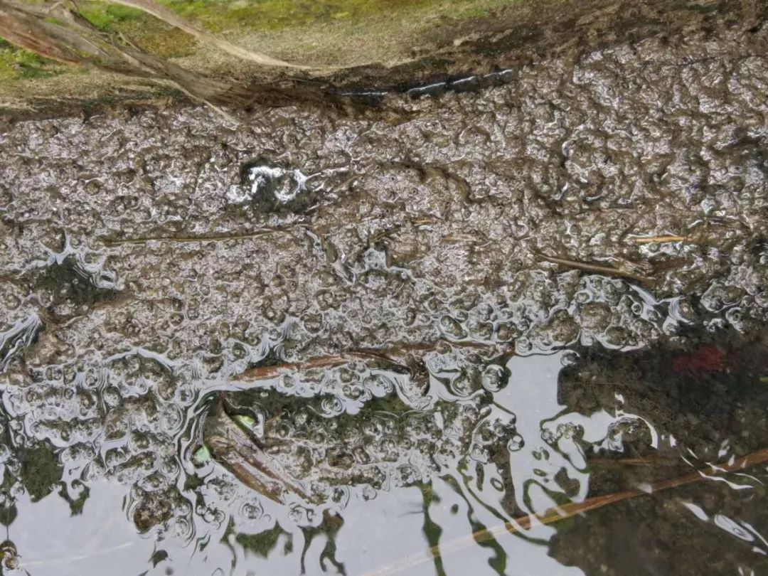 每天都是臭烘烘的空气里夹杂着猪屎味养猪场离住宅不远粪便污水就直接