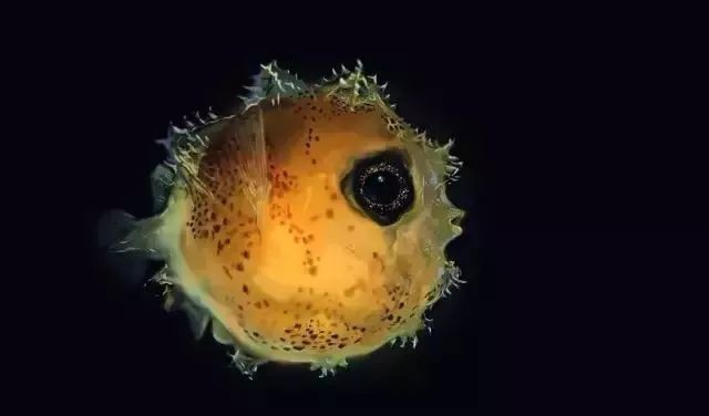 幼体时期的翻车鱼体长仅3毫米左右,它看上去像一个不起眼的小刺球