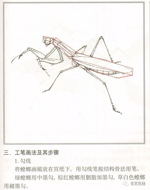 国画技法螳螂的工笔及写意画法附齐白石螳螂作品