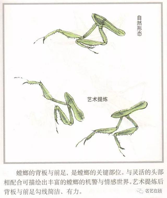 国画技法螳螂的工笔及写意画法附齐白石螳螂作品