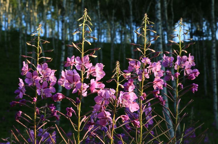 木兰花集丨柳叶兰花