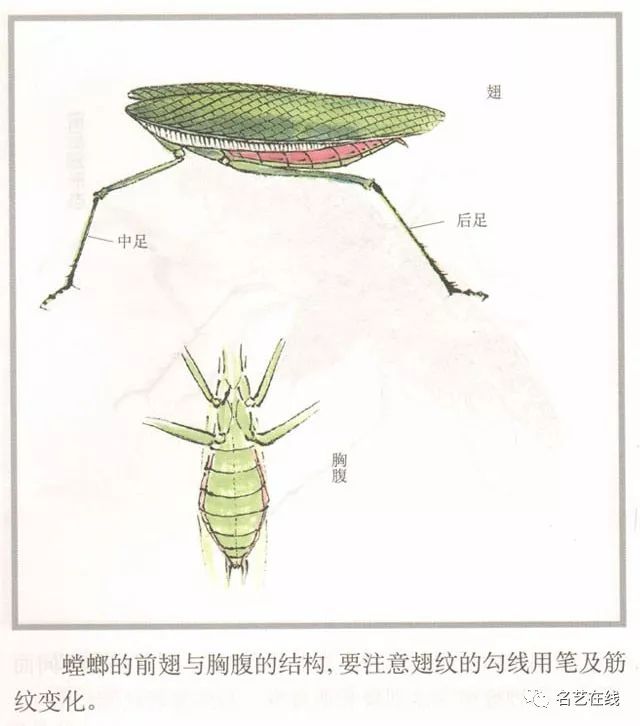 国画技法螳螂的工笔及写意画法附齐白石螳螂作品