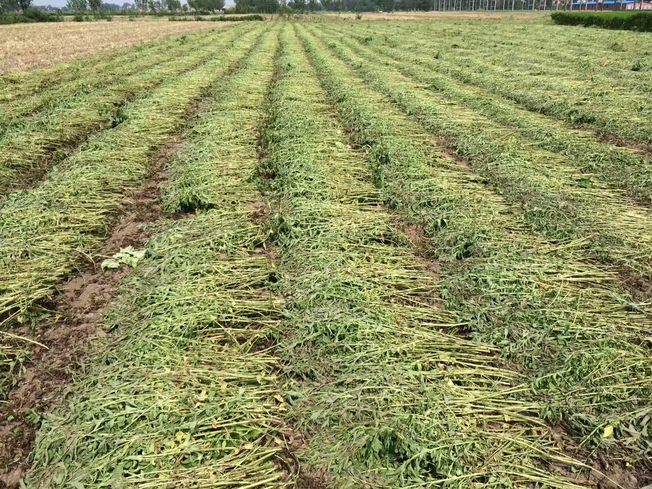 小型艾草割曬機 小四輪谷子收割機 科技 第6張