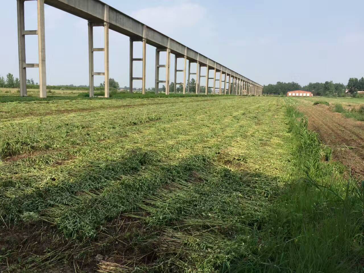 小型艾草割曬機 小四輪谷子收割機 科技 第7張